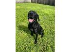 Kaio, Labrador Retriever For Adoption In Sebastian, Florida