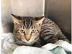 Bernardo, Domestic Shorthair For Adoption In Carrollton, Georgia