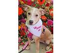 Penny, American Pit Bull Terrier For Adoption In Yuba City, California