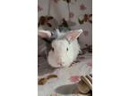 Buchanan Blue, Lionhead For Adoption In Waynesboro, Virginia