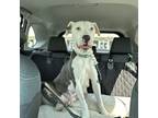 Billie, American Pit Bull Terrier For Adoption In Georgetown, Kentucky