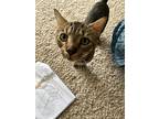 Bigglesworth24, Domestic Shorthair For Adoption In Youngsville, North Carolina