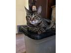 Senior, Domestic Shorthair For Adoption In Maywood, Illinois