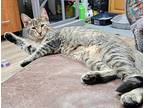 Dottie, Domestic Shorthair For Adoption In Faribault, Minnesota