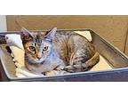 Starla, Abyssinian For Adoption In Bradenton, Florida