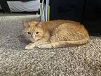 Simba, Domestic Shorthair For Adoption In Mustang, Oklahoma