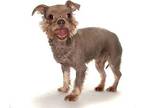 Lola, Dachshund For Adoption In Oakland Park, Florida