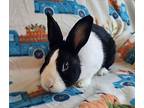 Fred, Dutch For Adoption In Fairfield, Pennsylvania