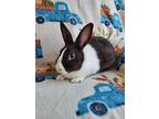 Shaggy, Dutch For Adoption In Fairfield, Pennsylvania