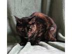 Isabella - 40428, Domestic Shorthair For Adoption In Prattville, Alabama