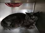 Cosmo, Domestic Mediumhair For Adoption In Kingston, New York