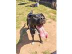 Thumper Cp, Staffordshire Bull Terrier For Adoption In Beverly Hills, California