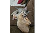 Etta, Domestic Shorthair For Adoption In Youngsville, North Carolina