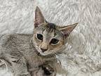 Eva, Domestic Shorthair For Adoption In Youngsville, North Carolina