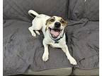 Diane, Jack Russell Terrier For Adoption In Youngsville, North Carolina
