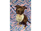 Marlowe, American Pit Bull Terrier For Adoption In Lafayette, Indiana