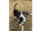 Alaska, American Pit Bull Terrier For Adoption In Lafayette, Indiana