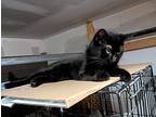 Masha, American Shorthair For Adoption In Inez, Kentucky