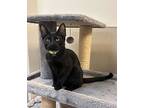 Mercury, Domestic Shorthair For Adoption In West Hills, California