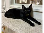 Pluto, Domestic Shorthair For Adoption In West Hills, California