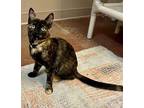 Pepper, Domestic Shorthair For Adoption In West Hills, California
