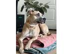 Tommi Girl, American Pit Bull Terrier For Adoption In Twin Falls, Idaho