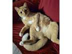 Addie And Watson, Domestic Shorthair For Adoption In Amherst, Massachusetts