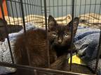 Cat (unnamed), Domestic Shorthair For Adoption In Naples, Florida