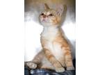 Thimble, Domestic Shorthair For Adoption In Johnstown, Pennsylvania