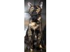 Button, Domestic Shorthair For Adoption In Johnstown, Pennsylvania