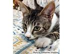 Oliver, Domestic Shorthair For Adoption In Oak Ridge, Tennessee