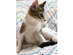 Root Beer, Domestic Shorthair For Adoption In Oak Ridge, Tennessee