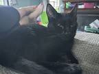Eclipse Kitten, Domestic Shorthair For Adoption In Rockaway, New Jersey