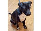 Oreo, American Pit Bull Terrier For Adoption In Oak Ridge, Tennessee