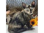Tilly, Domestic Shorthair For Adoption In Ocean Springs, Mississippi