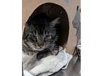 Gogh, Domestic Shorthair For Adoption In Abbotsford, British Columbia