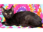 Rupert, Domestic Shorthair For Adoption In Tierra Verde, Florida