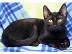 Dillard, Domestic Shorthair For Adoption In Tierra Verde, Florida