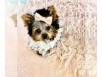 Morkie PUPPY FOR SALE ADN-826197 - Morkie Puppies near me