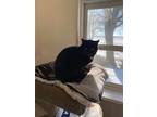 Adopt Silky a Domestic Shorthair / Mixed (short coat) cat in Bourbonnais