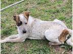 Adopt Speckles a Tricolor (Tan/Brown & Black & White) Hound (Unknown Type) dog