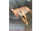 Angel (2024), American Staffordshire Terrier For Adoption In Wenonah, New Jersey