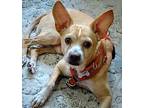 Junior (md), Rat Terrier For Adoption In Poolesville, Maryland