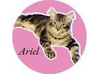 Ariel, Domestic Longhair For Adoption In Nashville, Georgia