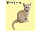 Sherbert, Domestic Shorthair For Adoption In Nashville, Georgia