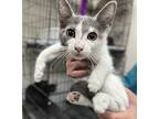 Peppermint Patty, Domestic Shorthair For Adoption In Redding, California
