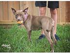 Tweety, American Pit Bull Terrier For Adoption In Kingwood, Texas