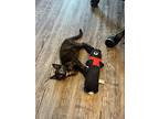 Emma, Domestic Shorthair For Adoption In Warner Robins, Georgia