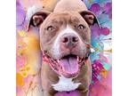 Allie, American Staffordshire Terrier For Adoption In Island Lake, Illinois