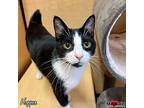 Hopper, Domestic Shorthair For Adoption In Maryville, Tennessee